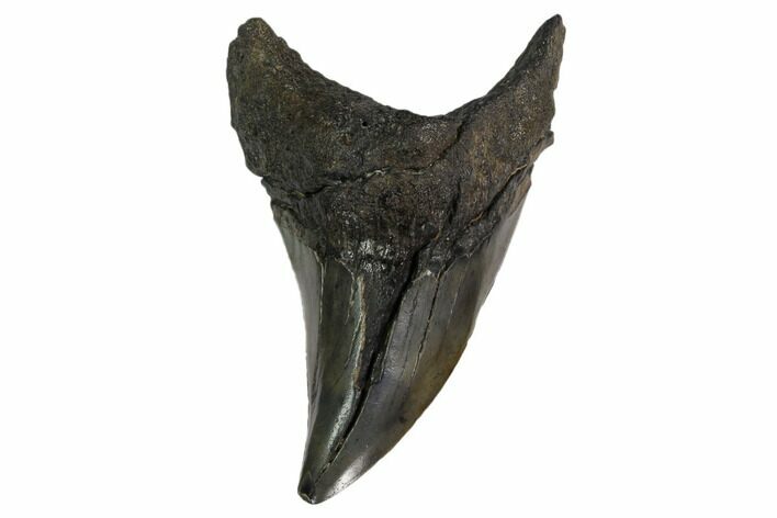 Rare, Fossil Mackerel Shark (Parotodus) Tooth - Georgia #158744